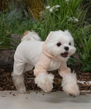 강아지 해충방지옷 올인원 버그가드 수트 아이보리