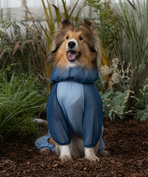 강아지 해충방지옷 올인원 버그가드 수트 블루