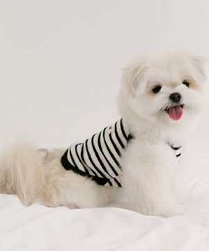 젤라또 테리 탑 - 쿠키앤크림