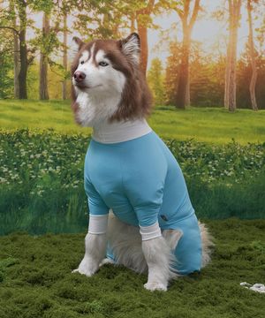 강아지 해충방지옷 올인원 쿨링수트 스카이