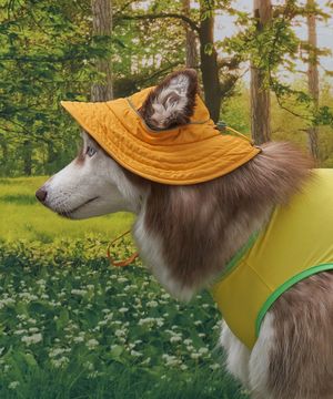 강아지모자 아웃도어 캡 머스타드