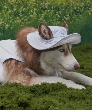 강아지모자 아웃도어 캡 화이트