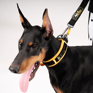 인터라켄 코지테일 마틴 게일 목줄