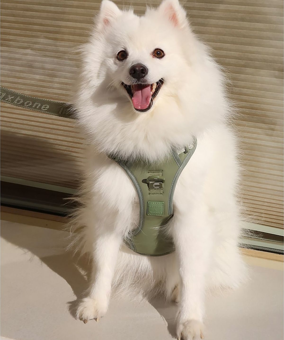 빈폴 액세서리(BEANPOLE ACCESSORY) [maxbone] Easy Fit Harness - Apple Green