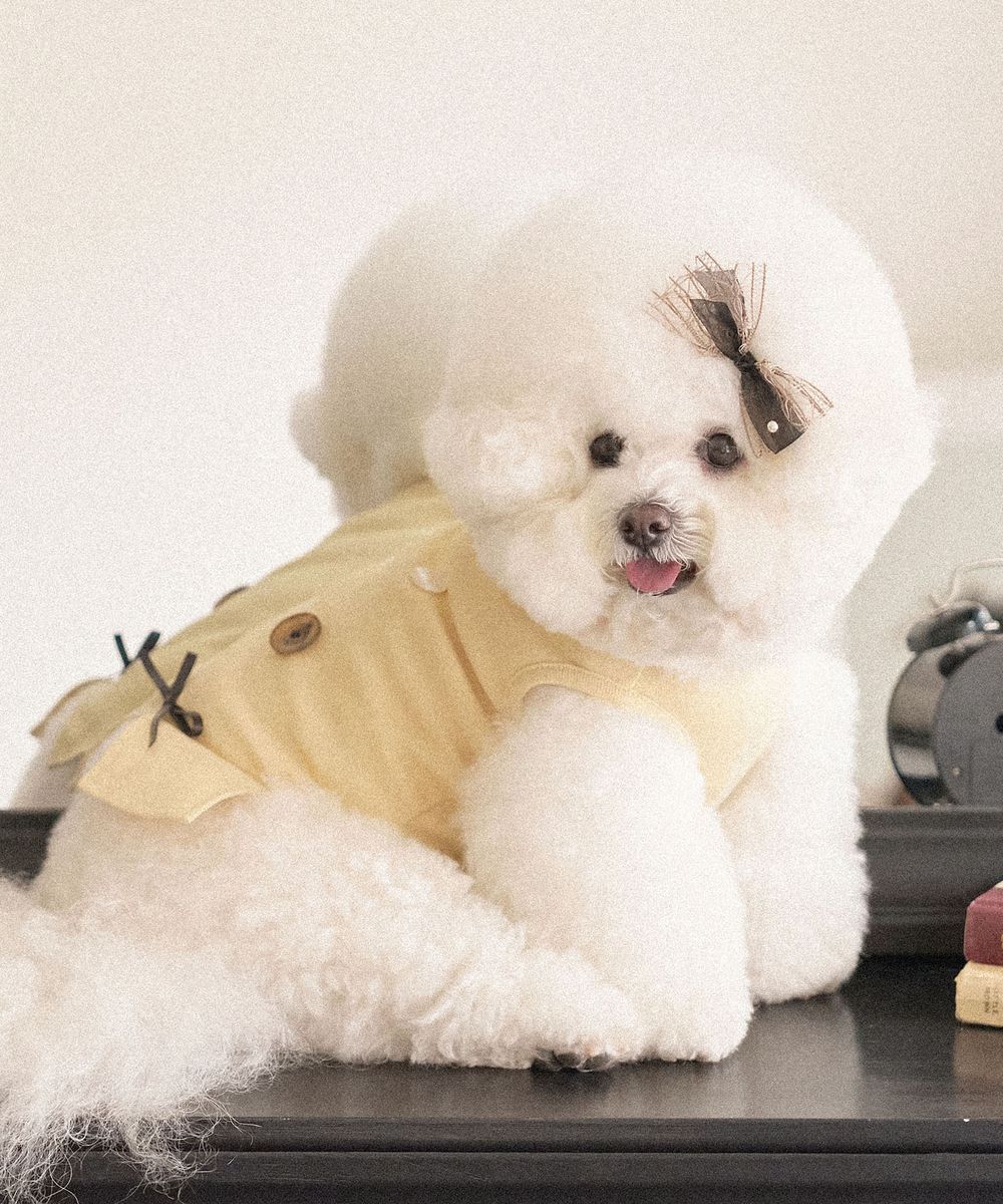 마이리틀독(MY LITTLE DOG) | 무신사 추천 브랜드