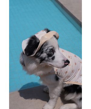 강아지모자 쿨링테디캡 아이보리