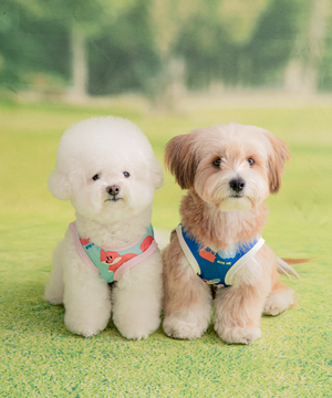 버그쉴드 쿨베스트 소형견 (3 colors)