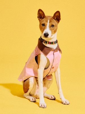 BGP 리버시블 도그 자켓