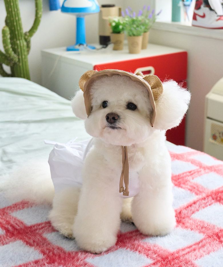 베어 밀짚 썬캡 강아지 모자