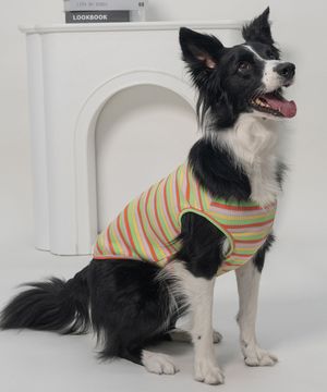 강아지 레인보우 티셔츠 코랄레몬