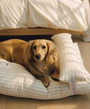 페어링 펫 쿠션 쵸크 버터