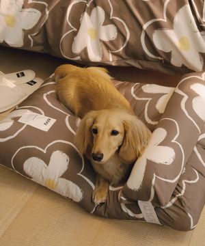 페어링 펫 쿠션 아네모네 브라운