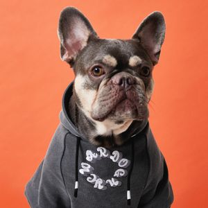 NYC 로고 강아지 후드티 - 차콜