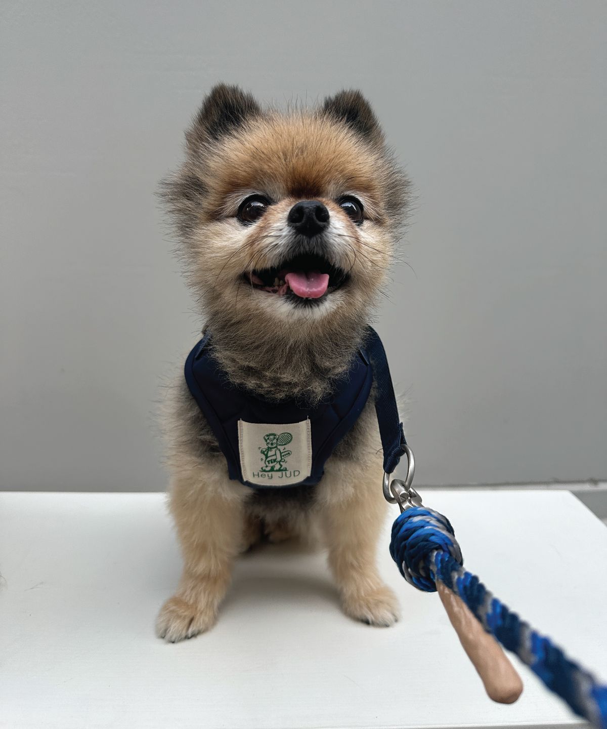 헤이쥬드(HEYJUD) Preppy Dog Harness 소형견 프레피 독 하네스 세트 (Radu Navy)