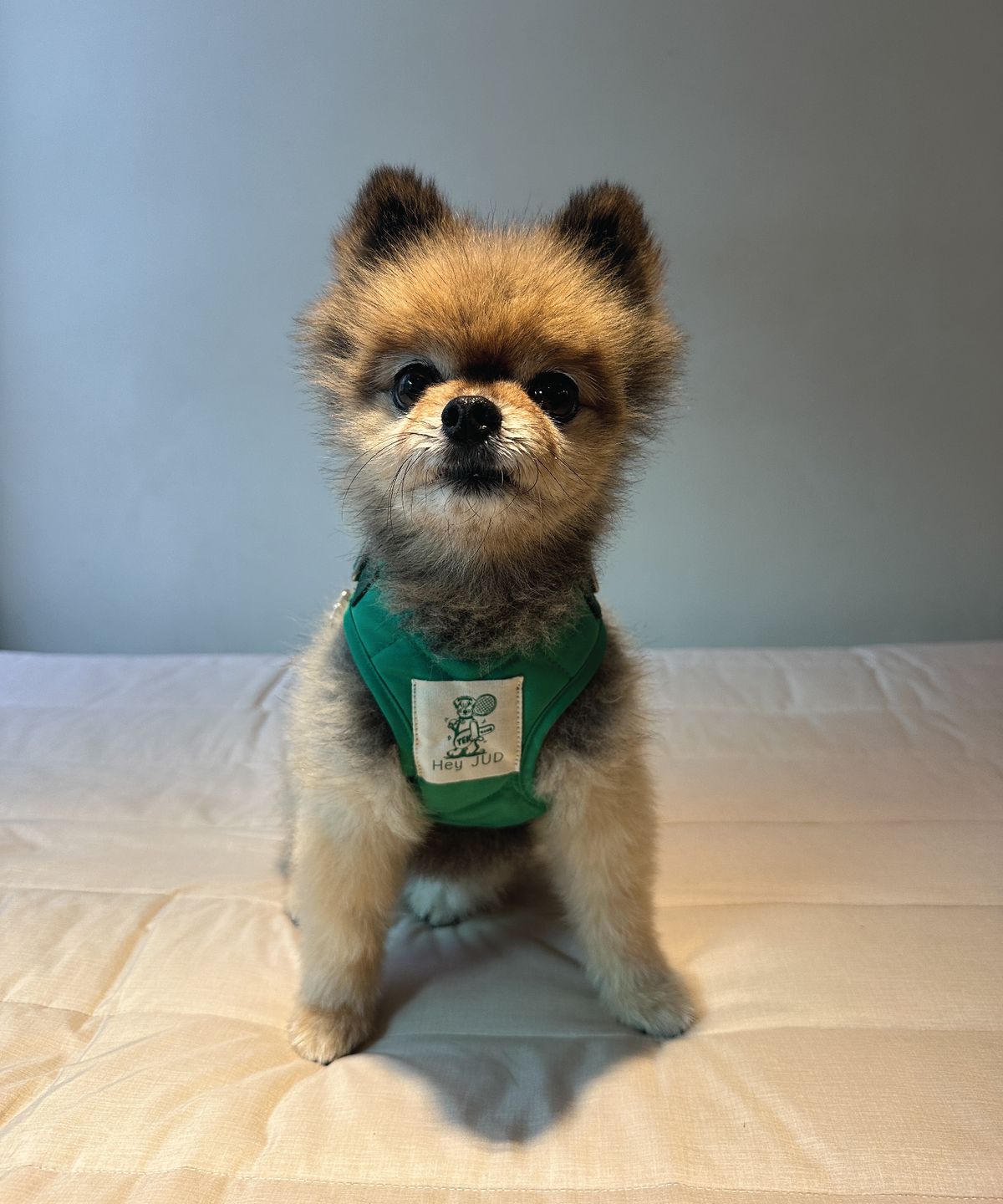 헤이쥬드(HEYJUD) Preppy Dog Harness 소형견 프레피 독 하네스 세트 (Soul Green)