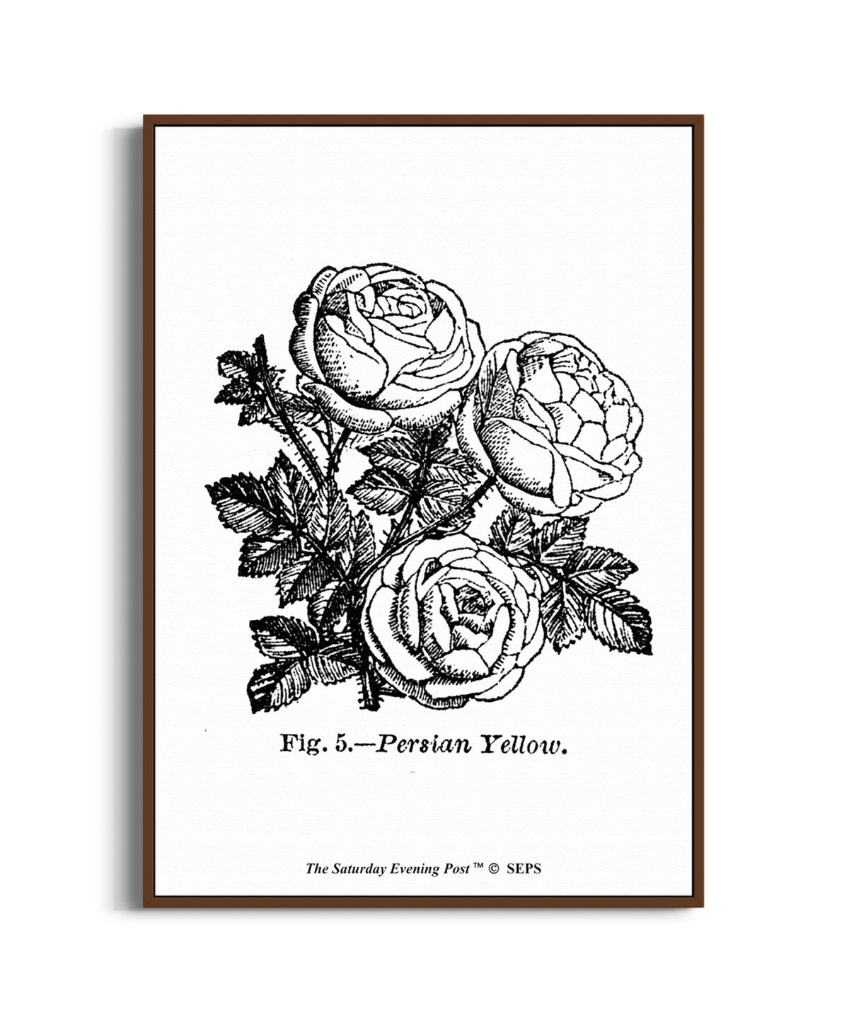 더 새터데이 이브닝 포스트(THE SATURDAY EVENING POST) SEP Framed Poster_Persian Yellow Roses