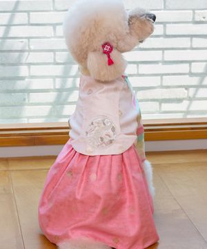 중형견 대형견 강아지 색동당의 한복 분홍빛