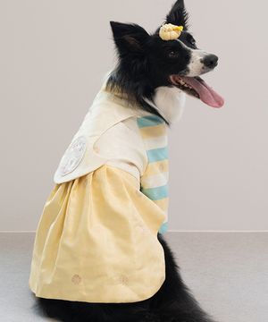 중형견 대형견 강아지 색동당의 한복 노란빛