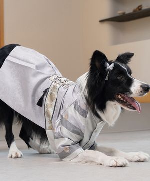 중형견 대형견 강아지 설날 서후왕자 한복 은빛