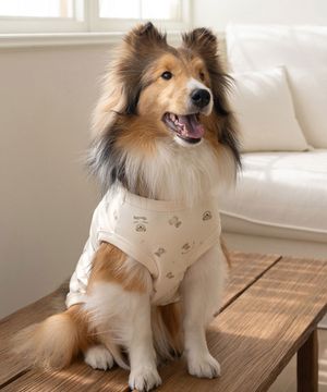 중형견 대형견 강아지 테디 슬리브리스 베이지