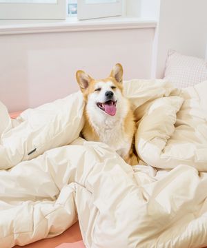 위드 M2 알러지케어 항균 이불베개세트 SS/Q 8컬러