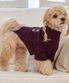 강아지 겨울옷 테디 풀오버 니트 버건디