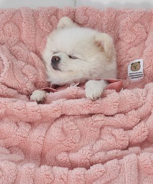 강아지 꽈배기 니트 담요 이불 베이비핑크