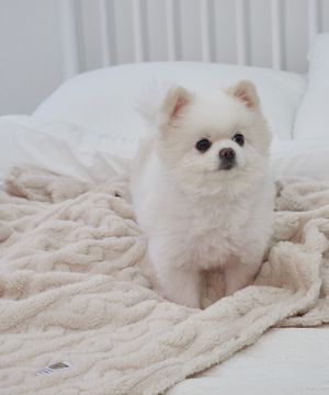 강아지 꽈배기 니트 담요 이불 아이보리