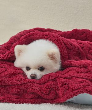강아지 꽈배기 니트 담요 이불 버건디