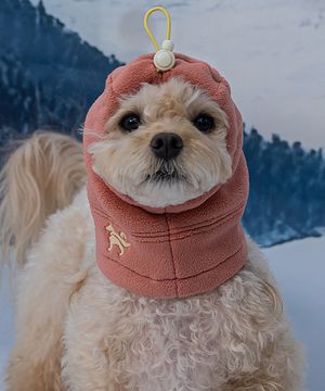 강아지 모자 스누드 브론즈