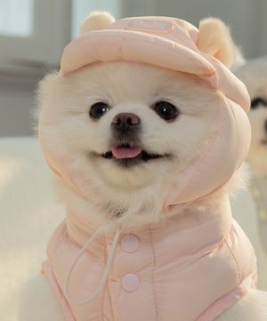 강아지 겨울 모자 스노우캡  슈거핑크