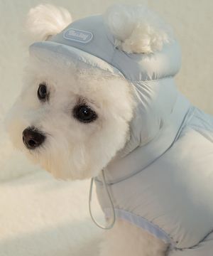 강아지 겨울 모자 스노우캡  코튼블루