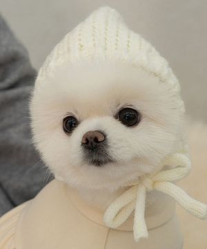 강아지 겨울 모자 코코보넷 아이보리
