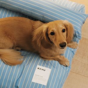 페어링 펫 쿠션 쵸크 스카이블루