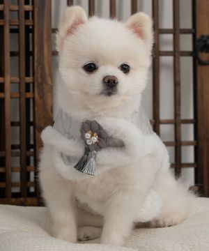 강아지한복 눈꽃설화배자 그레이