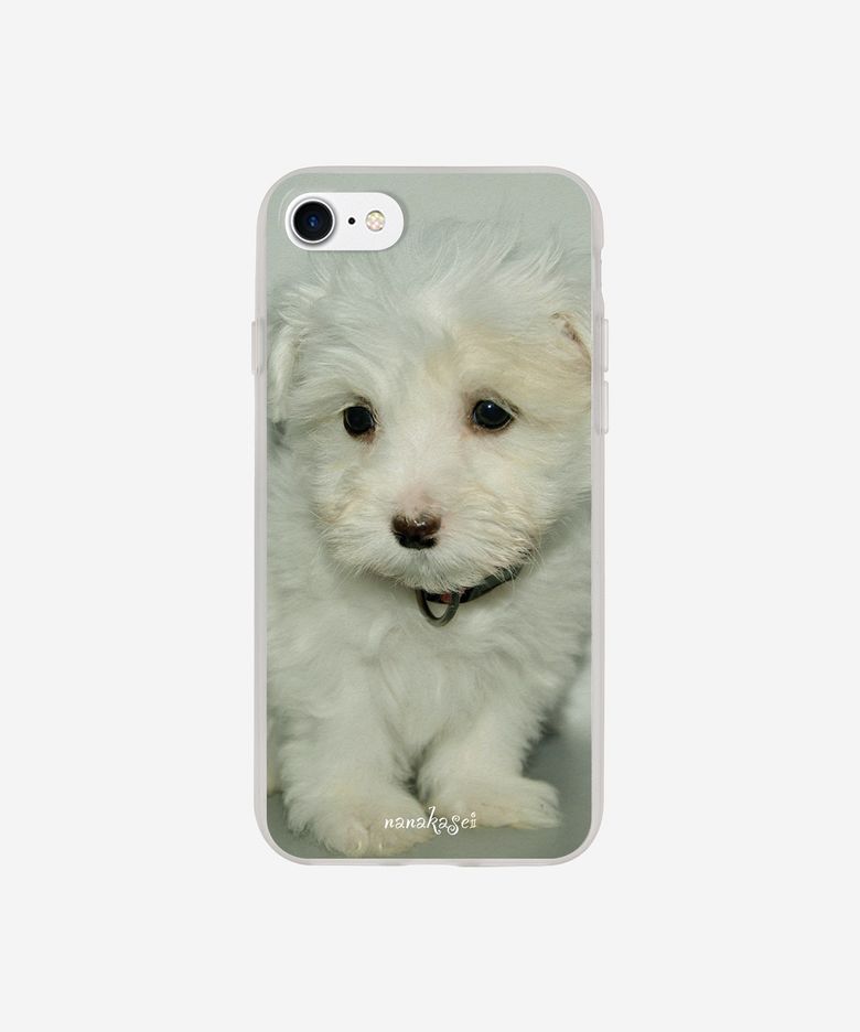 baby maltese case
