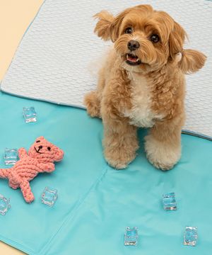 강아지 고양이 쿨매트 3종 세트