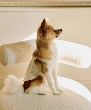 037A 쁘띠튤립 퍼피