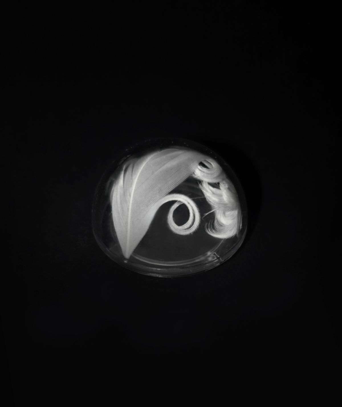 디파블로(D.PABLO) feather tok