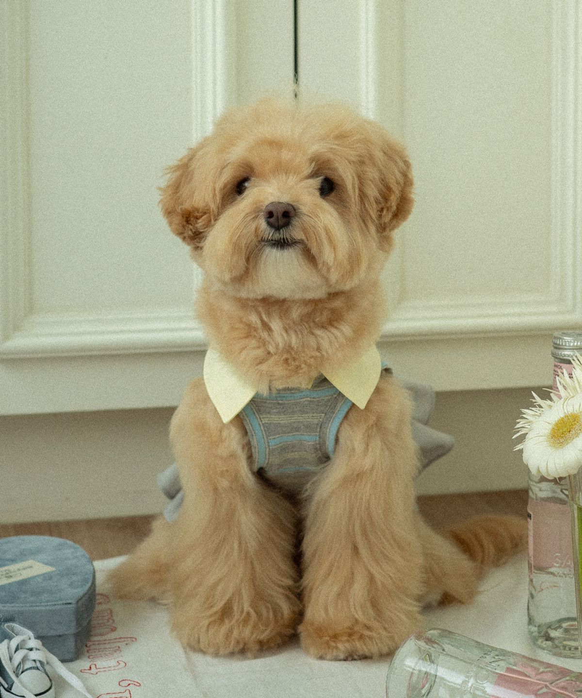 마이리틀독(MY LITTLE DOG) 앨리 카라 원피스