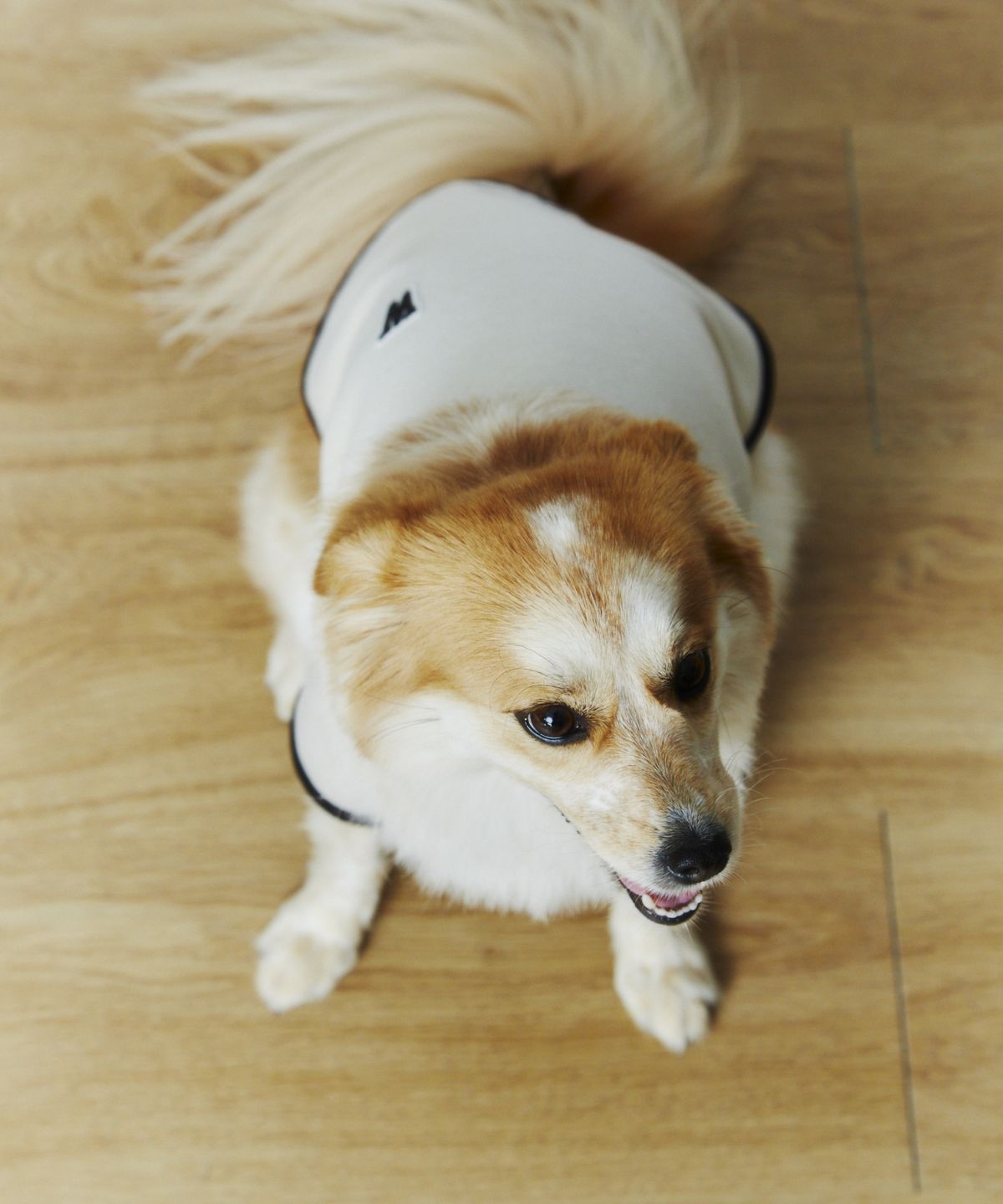 윗펍(WITPUPP) 브러쉬드 자켓