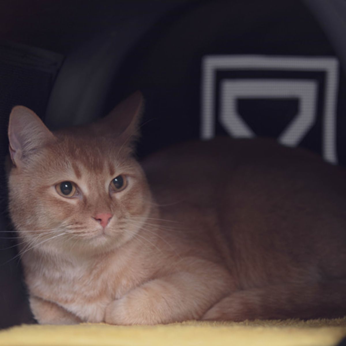 메멘모리(MEMENMORI) 카이로백(cat carrier)
