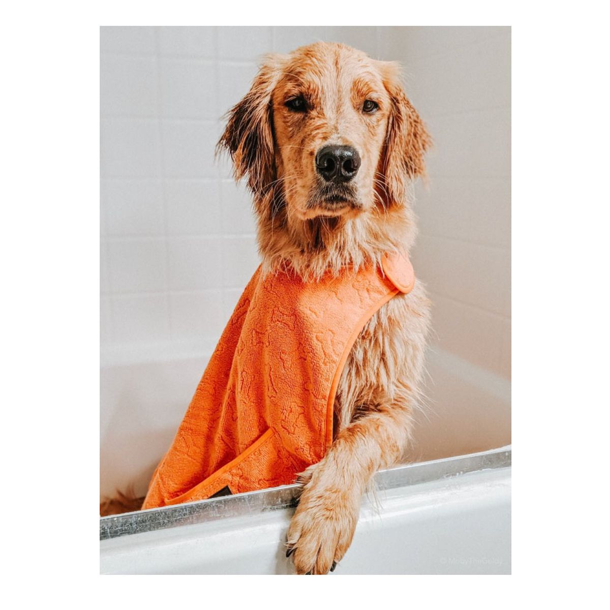 톨테일즈(TALLTAILS) CAPE TOWEL 반려견 목욕타월