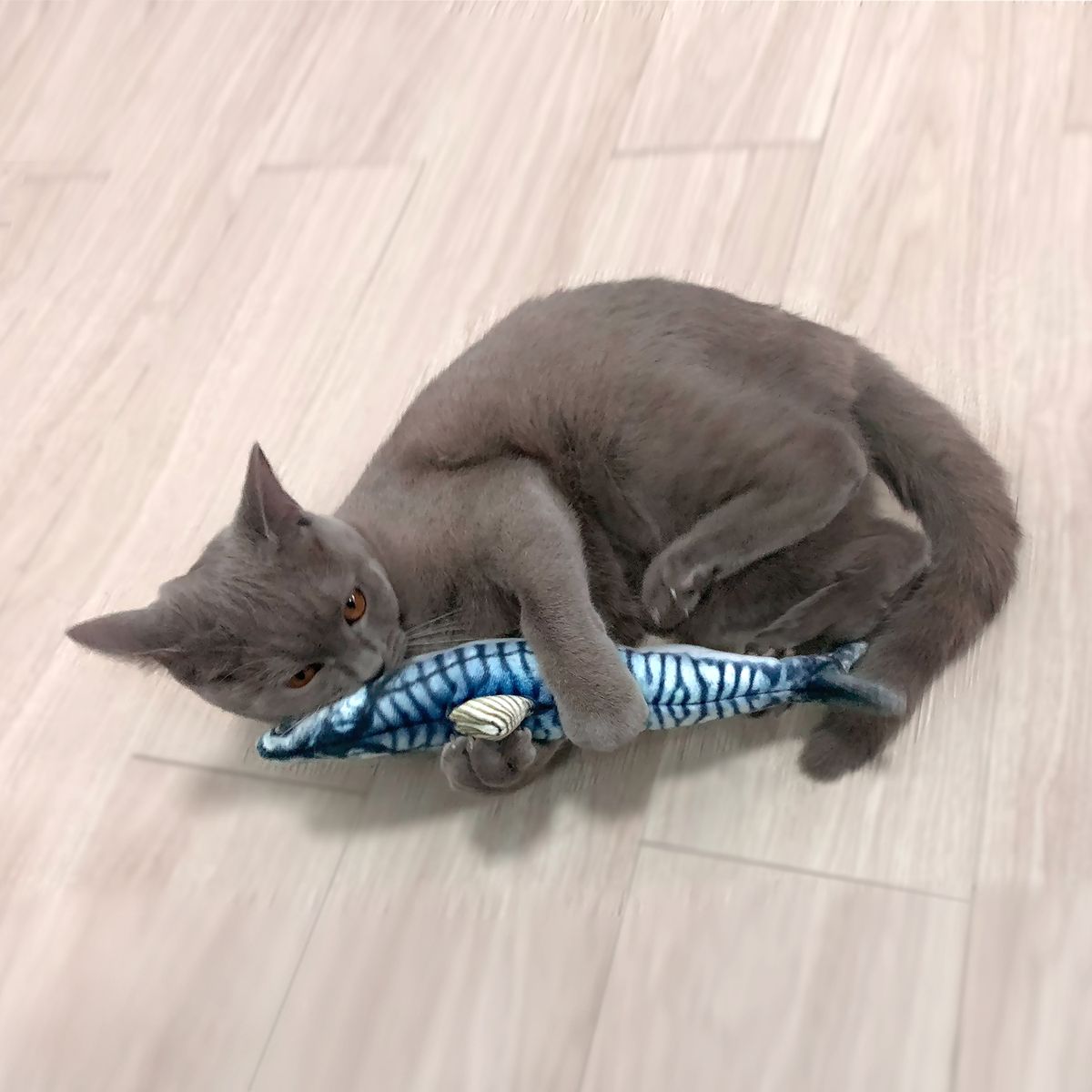 펫케어(PETCARE) 춤추는생선 고양이용 고등어