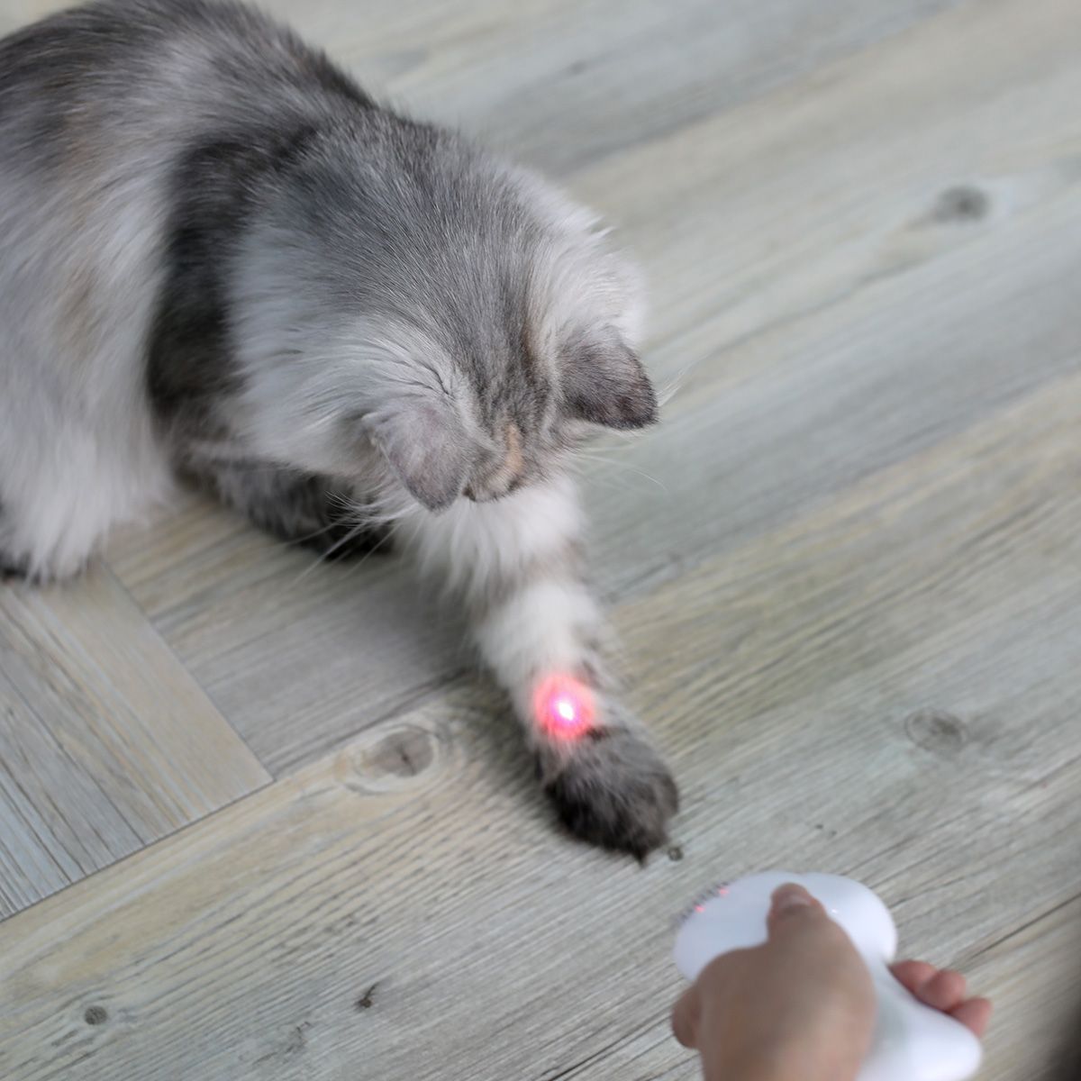 펫케어(PETCARE) 레이저빗