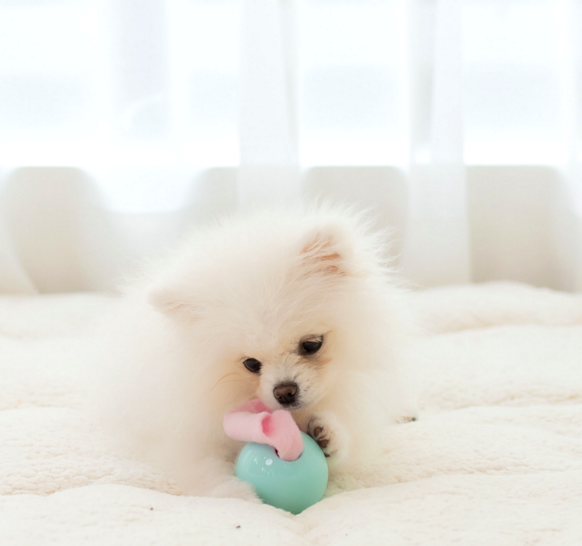 로이코(ROICO) 멀티볼 강아지 고양이 노즈워크 장난감 공 킁킁볼