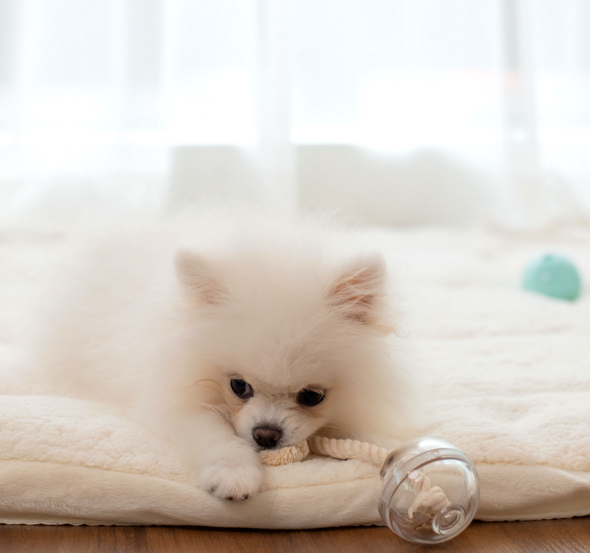 로이코(ROICO) 멀티볼 강아지 고양이 노즈워크 장난감 공 킁킁볼