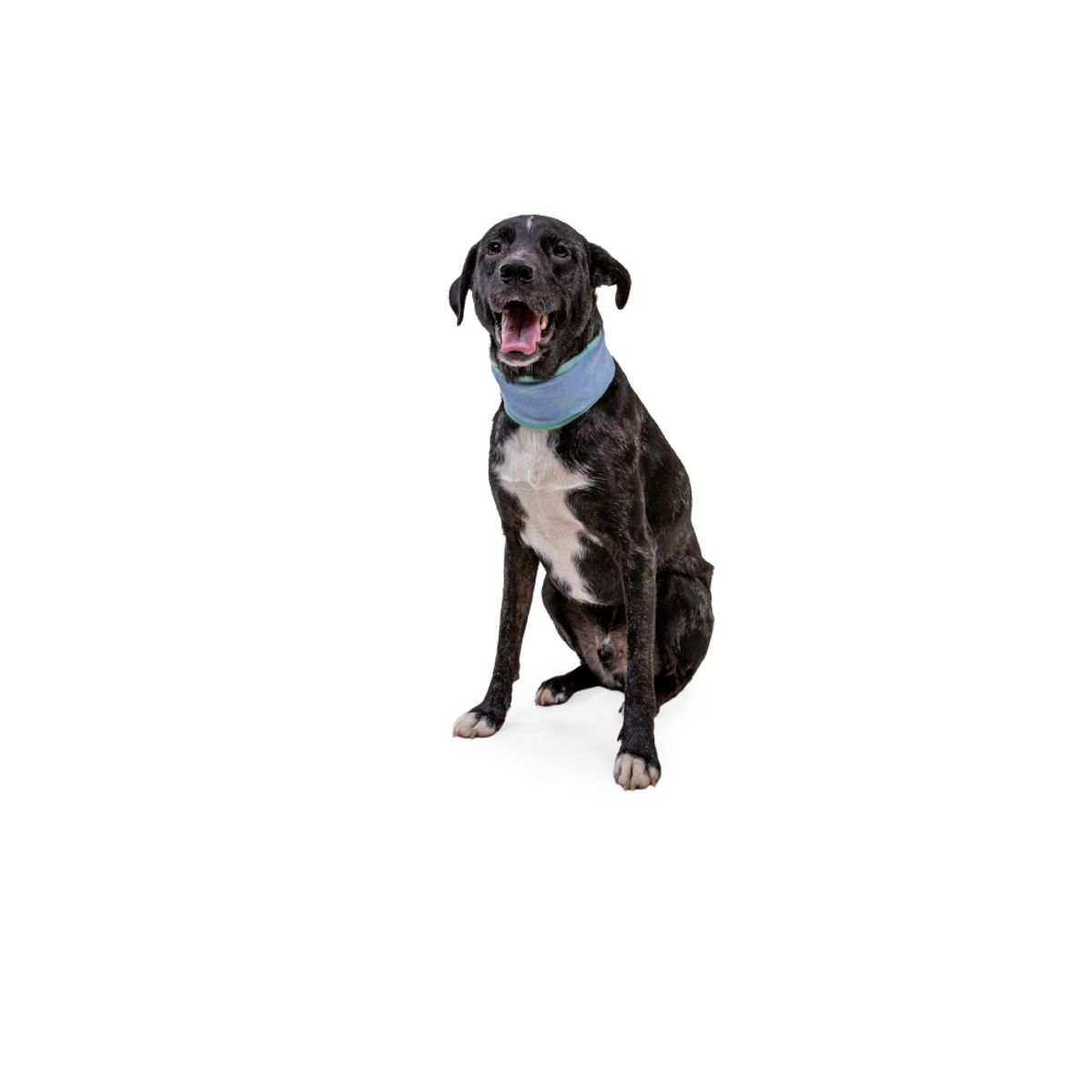 러프웨어(RUFFWEAR) 스왐프 쿨러 쿨링 양면 넥 게이터(Swamp Cooler™ Neck Gaiter)