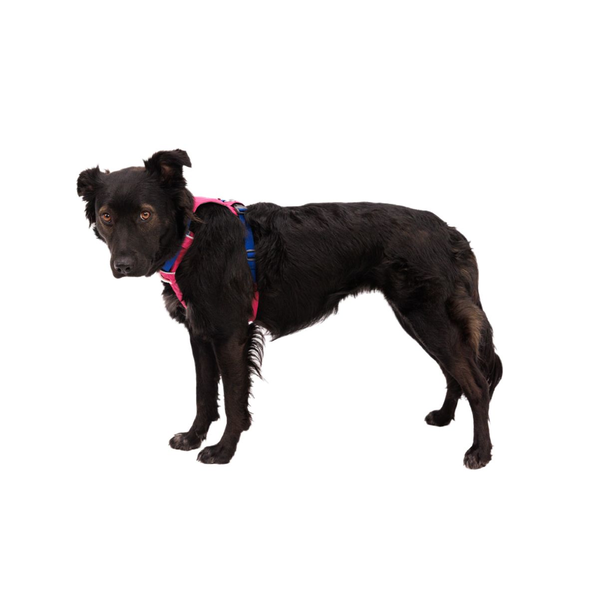 러프웨어(RUFFWEAR) 하이 앤 라이트 경량 하네스(Hi & Light™ Harness 2024SS)