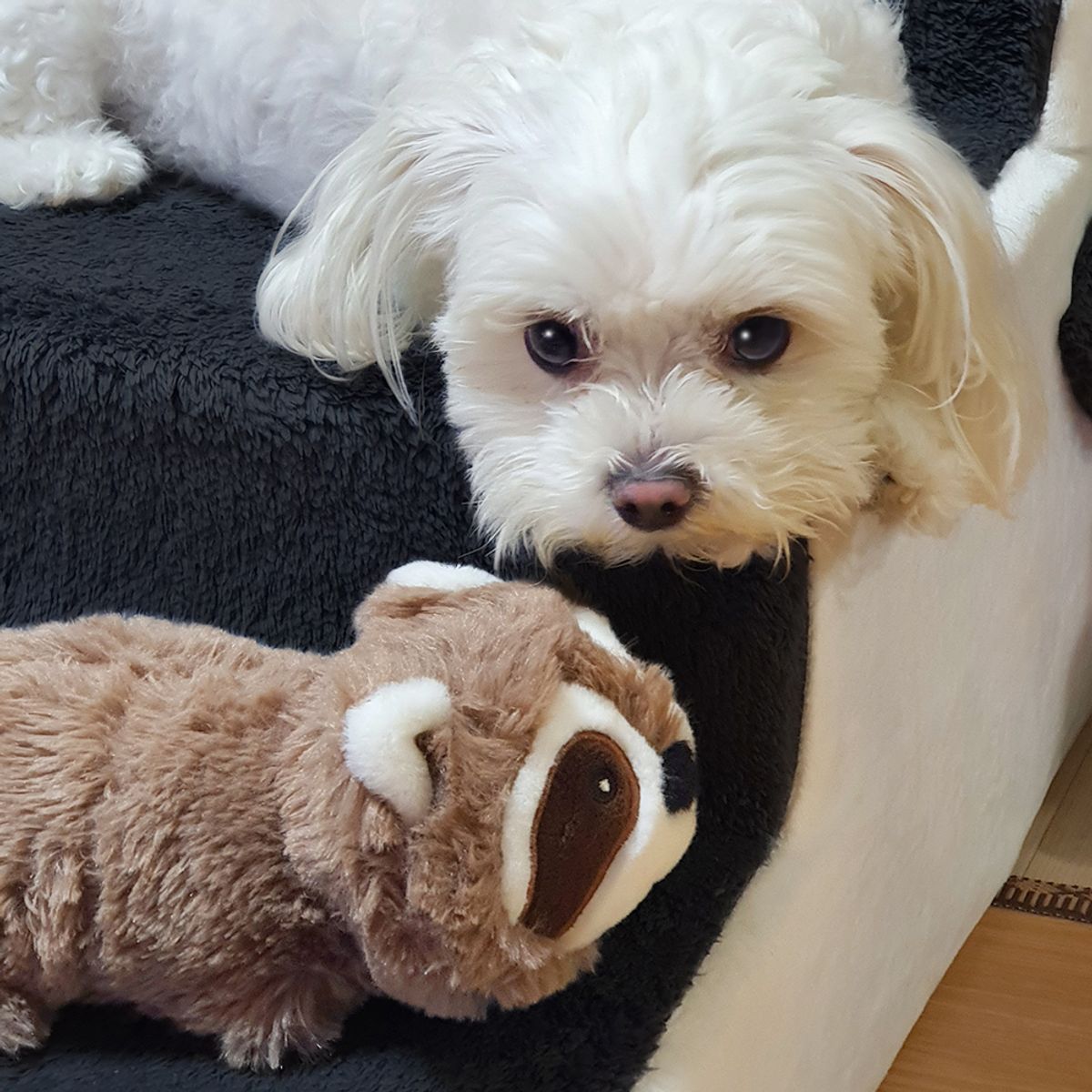 펫케어(PETCARE) 춤추는너구리 강아지용
